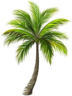 a palm tree on a white background with clippings for text or images photo