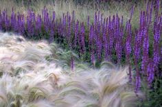 purple flowers are in the foreground and blurry grass on the other side,