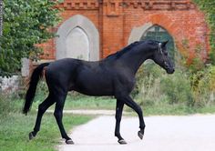 a black horse trotting down a path in front of an old brick building