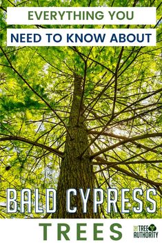 a tree with the words, everything you need to know about bald cypresss trees