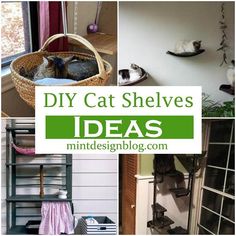 there are many different pictures with cats in them and the words diy cat shelves ideas