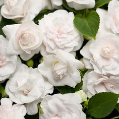 white flowers with green leaves in the foreground and light pink blooms on the background