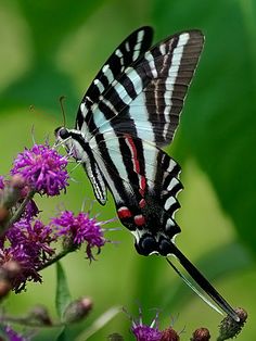 a black and white butterfly sitting on top of a purple flower