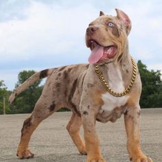 a brown and white dog standing on top of a parking lot with its tongue out