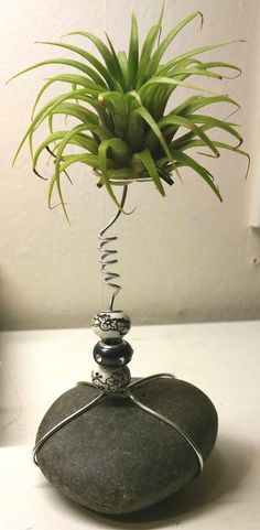 Air Plant Idea's I love air plants and have decided to get craftyhand make some differentair plant holders for them. Air Plant Display Ideas, Air Plants Diy, Air Plant Garden, Plant Display Ideas, Air Plants Decor, Air Plants Care, Air Plant Display, Plant Display