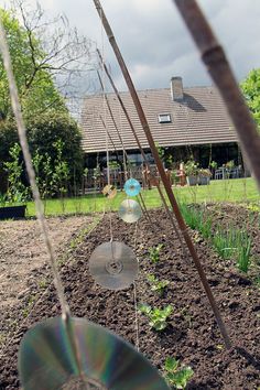 a garden with various plants and discs in the dirt