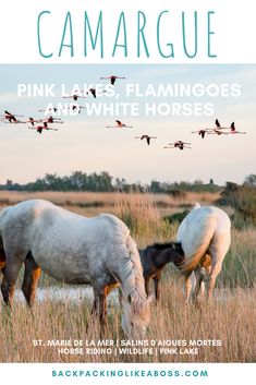 two white horses grazing in tall grass with birds flying over them and the caption reads pink lady flamingoes and white horses