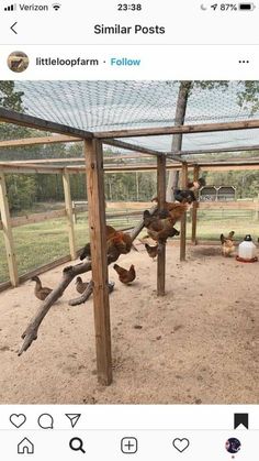 an image of chickens playing in the sand under a wooden structure with netting on top