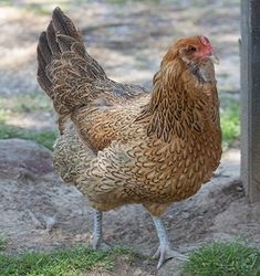 a brown and white chicken standing next to a pole