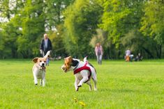 two dogs playing with each other in the park on a sunny day stock photos, pictures and images