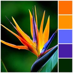 a bird of paradise flower with color swatches in the background and an orange, purple, and green hue scheme