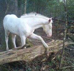 a white horse standing on top of a log in the woods