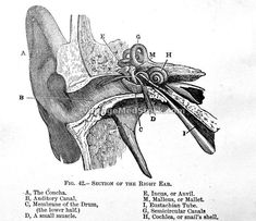 an old diagram shows the parts of a human ear