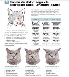 the instructions for how to draw cats'heads in different colors and sizes, including red eyes