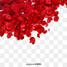 red rose petals on a white background