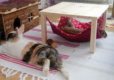 a cat laying on top of a rug next to a table and hammock