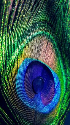 a close up view of the feathers of a peacock's tail, with its bright blue and green colors