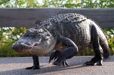 an alligator sitting on the ground next to a wooden fence