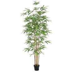 a tall bamboo tree in a black pot