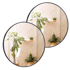 two round mirrors with plants in them