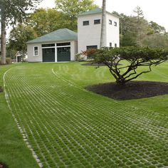 a large yard with a tree in the middle