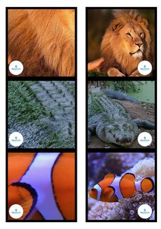 four different pictures of animals and fish in the same photo, each with their own caption