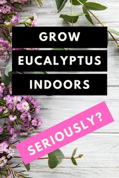 purple flowers with the words grow eucalyptus indoors seriously? on top of it