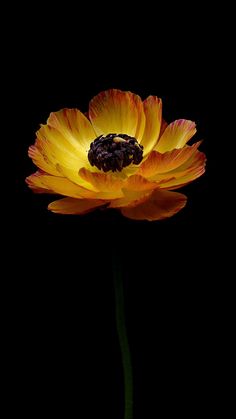 a single yellow flower on a black background