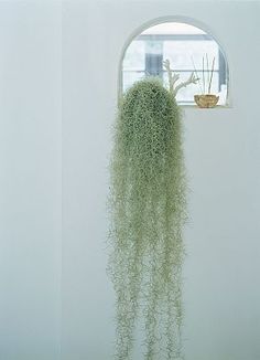 a plant hanging from the side of a white wall