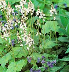 some white and purple flowers are growing in the grass near other plants with green leaves