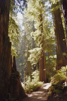 a dirt path in the middle of a forest filled with tall trees