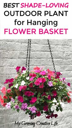 the best shade - loving outdoor plant for hanging flower basket