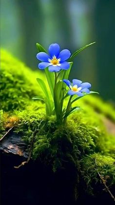 two blue flowers are growing out of the moss