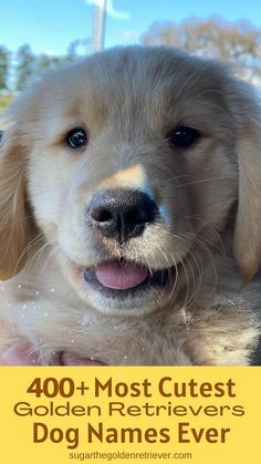 a golden retriever puppy sitting in the back seat of a car with its tongue out