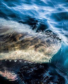 a large white shark swimming in the ocean