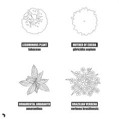 four different types of flowers and leaves with the names of them in black and white