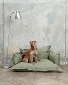 a brown dog sitting on top of a green couch next to a lamp and floor lamp