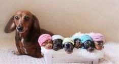 four small puppies wearing knitted hats sitting on a white blanket next to a dachshund