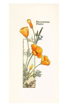 an orange flower in a glass vase with the words california poppies written on it