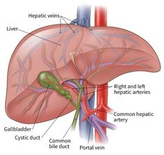 diagram of the human liver and its major vessels, including the bile ducterum