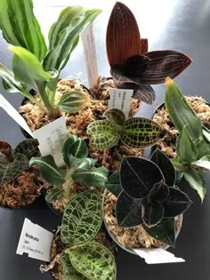 there are many different plants in the potted planter with tags attached to them