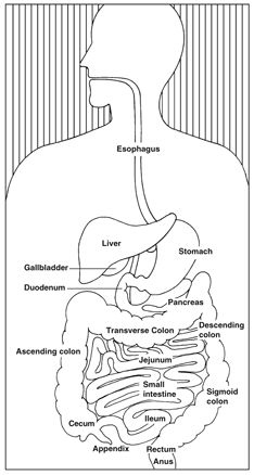 diagram of the human body organs