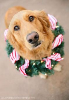 a dog wearing a christmas wreath with candy canes on it's collar, looking up at the camera