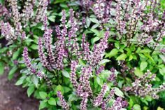 purple flowers are blooming in the garden