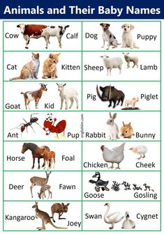 an animal and their baby names