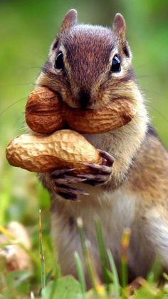 a squirrel eating a piece of bread in its mouth while sitting on the grass with it's front paws up