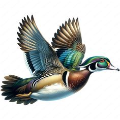 a colorful bird flying through the air with its wings spread