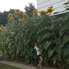 a woman standing in front of a large field of sunflowers next to a building