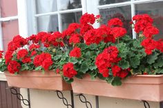 red geranias are growing in the window boxes