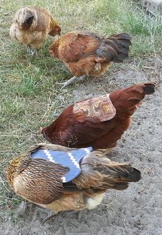 three chickens are standing in the grass near one another and looking at something on the ground